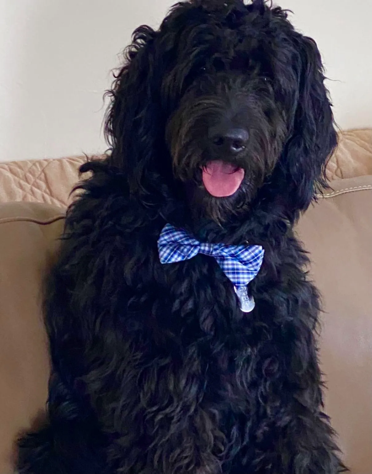 Black fluffy dog wearing blue bow tie